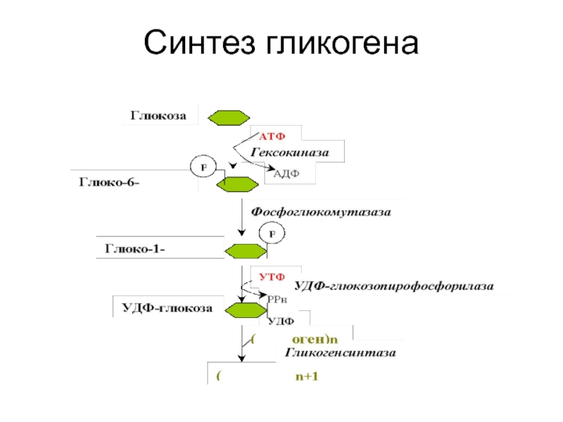 Схема синтеза гликогена