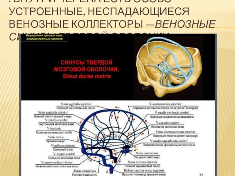 Венозный рисунок на голове у ребенка