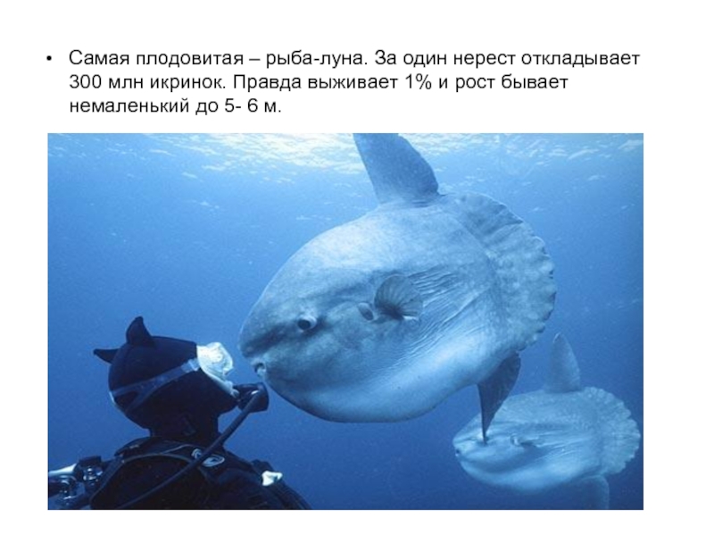 Mola Mola рыба. Рыба Луна мола мола. Обыкновенная острохвостая Луна-рыба.