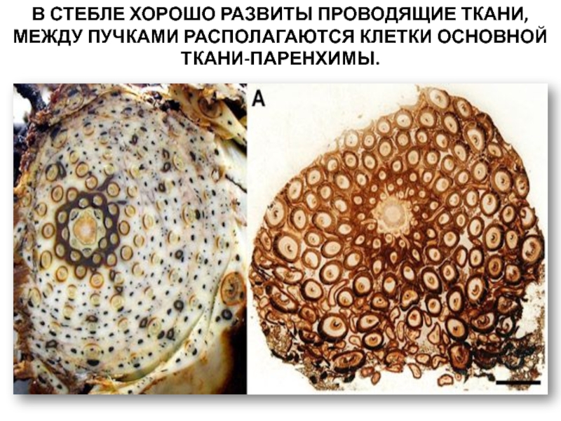 Развитие механической ткани папоротника. Хорошо развиты проводящие ткани. Механические ткани мхов. Хорошо развитые проводящие ткани у. Проводящие ткани хвощей.