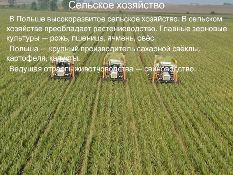 Сельское хозяйство	В Польше высокоразвитое сельское хозяйство. В сельском хозяйстве преобладает растениеводство. Главные зерновые культуры — рожь, пшеница, ячмень, овёс.	Польша —