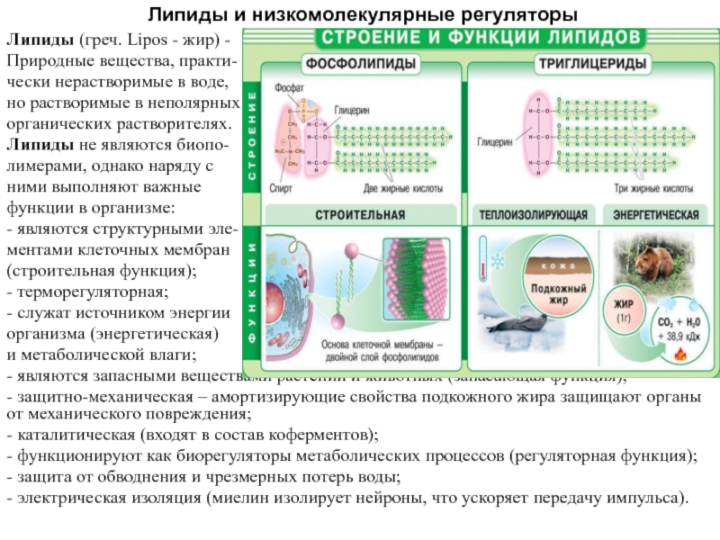 Липиды и низкомолекулярные регуляторы