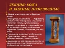 ЛЕКЦИЯ: КОЖА И КОЖНЫЕ ПРОИЗВОДНЫЕ