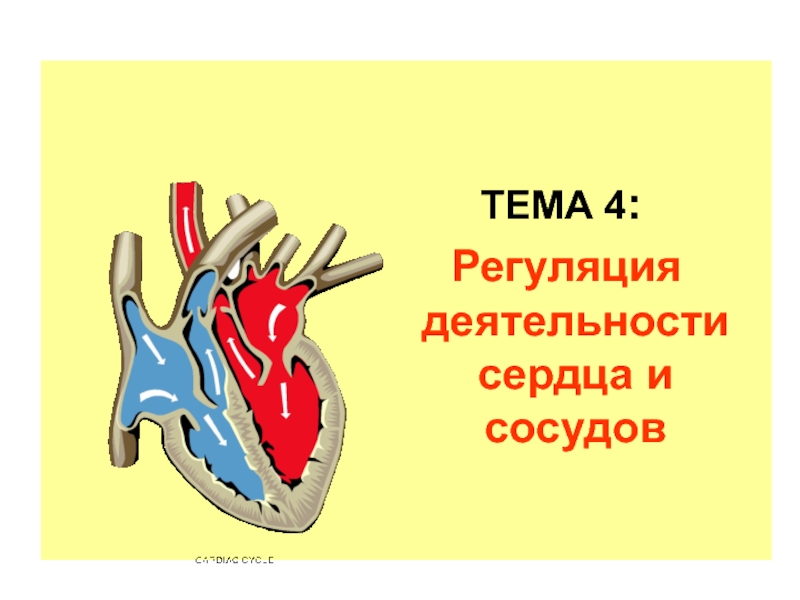 Регуляция  деятельности сердца и сосудов