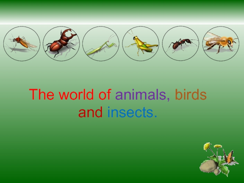 The world of animals, birds and insects 5 класс