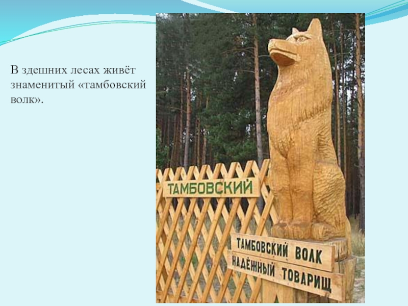 Здешний. Легенда о Тамбовском волке. Сказка о Тамбовском волке. Сказки Тамбовского края. Описание Тамбовского волка.