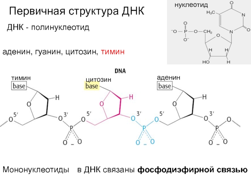 Первичная структура нуклеотида. Строение ДНК аденин Тимин. Структура гуанин Тимин аденин. Аденин Тимин гуанин нуклеотид. Нуклеотид аденин Тимин.