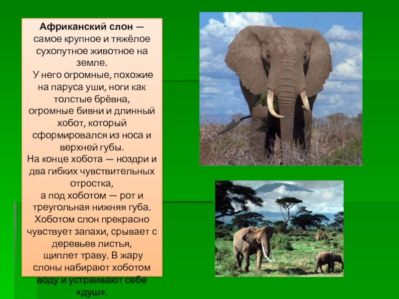 Африканский слон — самое крупное и тяжёлое сухопутное животное на земле. У него огромные, похожие на паруса