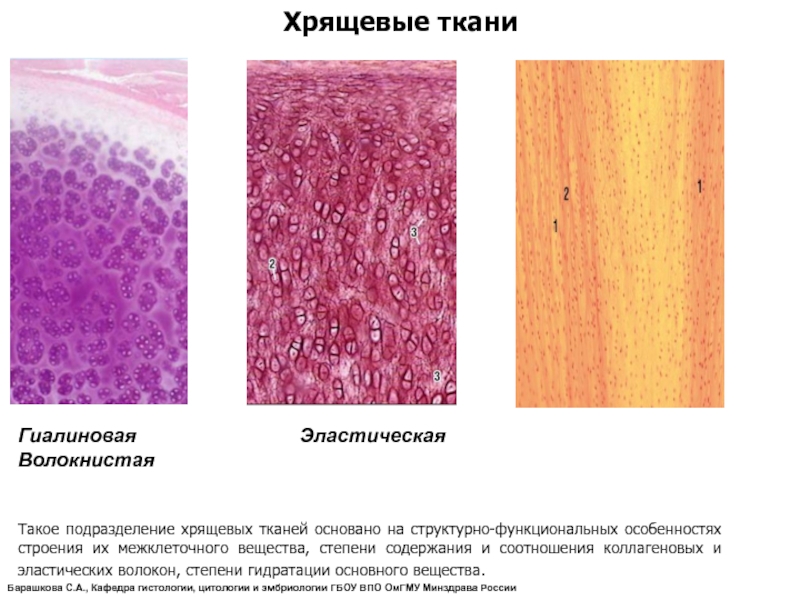 Слои хрящевой ткани