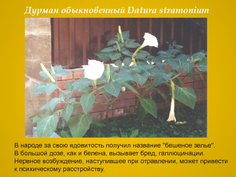 Дурман обыкновенный Datura stramoniumВ народе за свою ядовитость получил название 