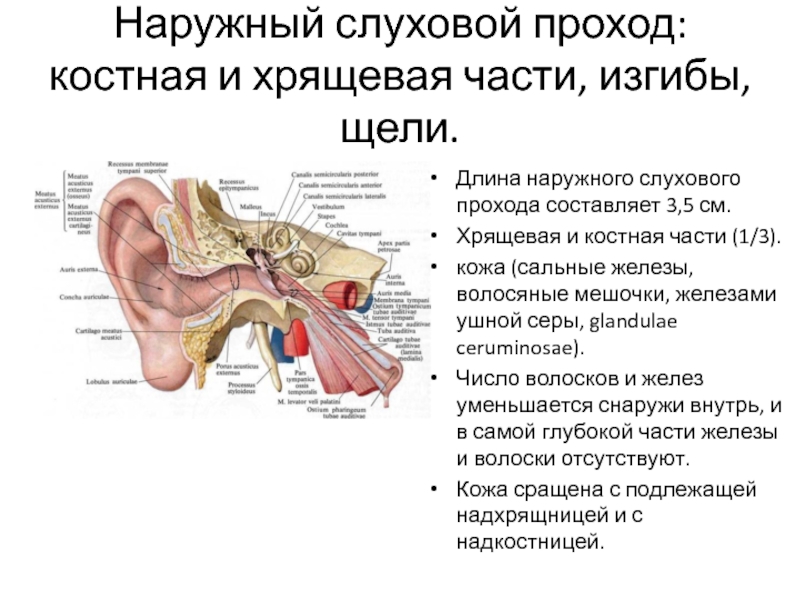 Ушные латынь. Строение наружного слухового прохода. Фиброз наружного слухового прохода. Наружный слуховой проход анатомия. Наружнее слуховой проход.