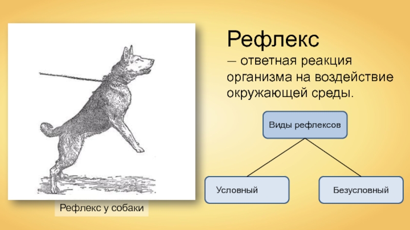 Какой рефлекс у человека является условным. Условный рефлекс и безусловный рефлекс у собак. Условный рефлекс у собак. Безусловные рефлексы у собак. Рефлексы условные и безусловные схема.