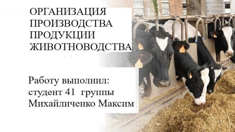 Реферат: Экономика и эффективность производства продукции животноводства сельскохозяйственной организации