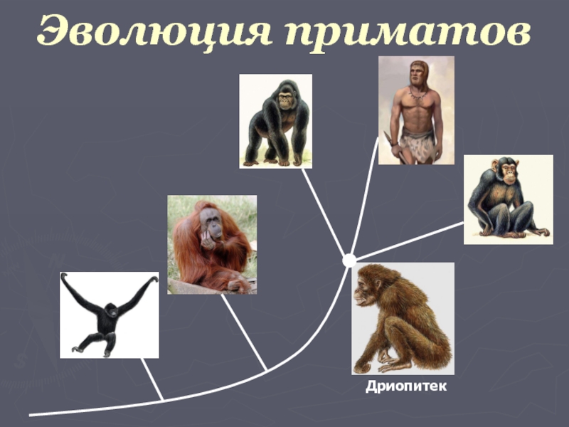 Эволюция приматовДриопитек