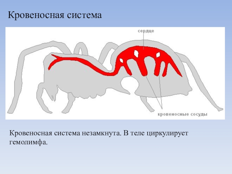 Пищеварительная система паукообразных схема - 97 фото