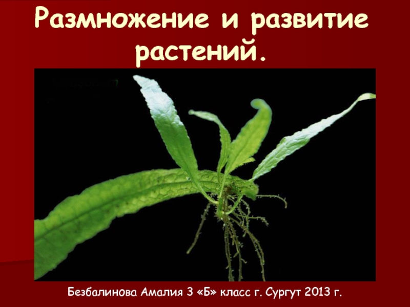Презентация Размножение и развитие растений 3 класс