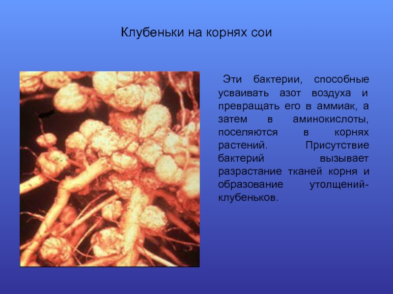 Какие организмы усваивают азот. Клубеньковые бактерии на сое. Клубеньки на корнях сои. Микроорганизмы образующие клубеньки на корнях сои. Симбиотические азотфиксирующие бактерии.