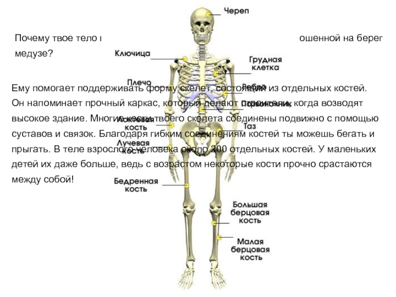 Опора тела презентация 3 класс. Опора тела и движение. Опора и движение кости скелета. Доклад на тему опора тела и движение. Опора тела и движение 3 класс.