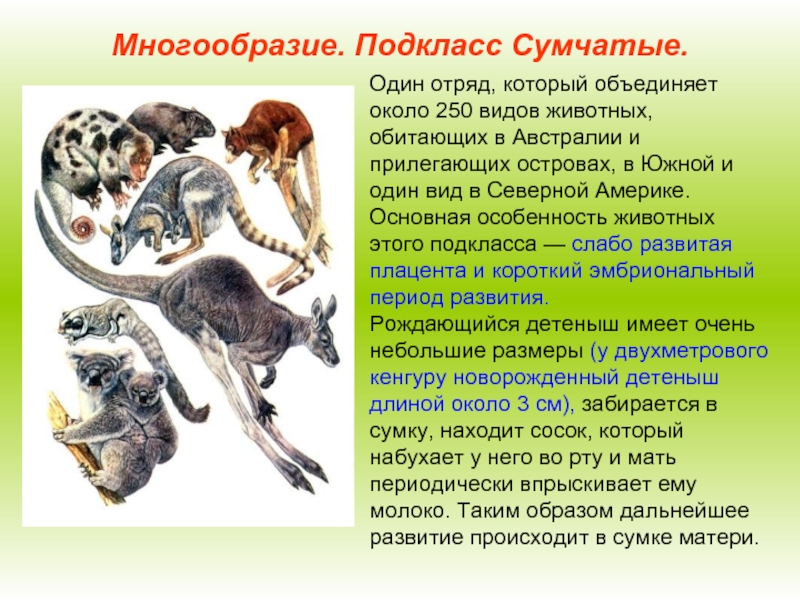 Презентация по биологии 7 класс многообразие млекопитающих