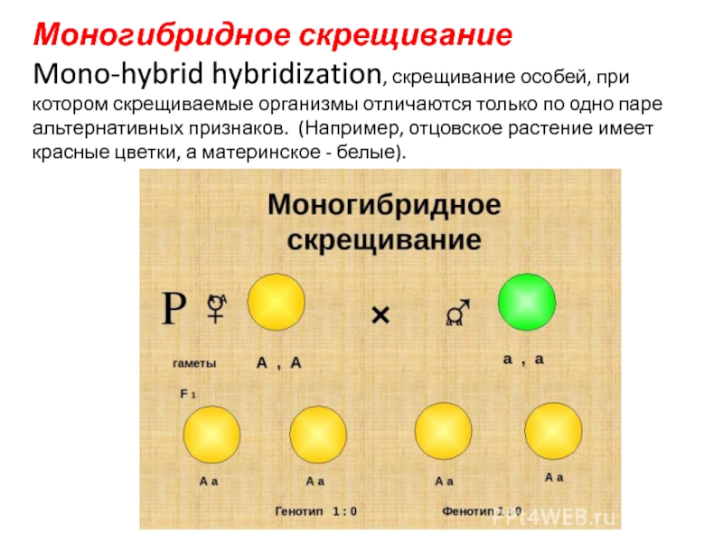 Какие особенности характерны для моногибридного скрещивания