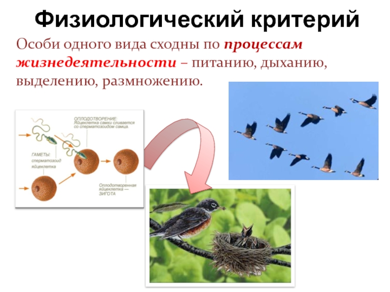 Какой критерий вида свидетельствует о принадлежности изображенных на рисунке