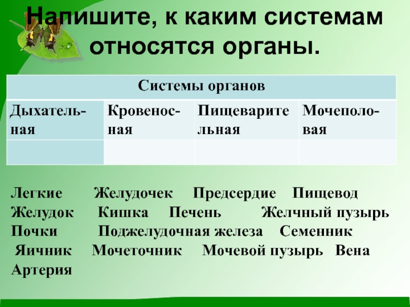 Печень относится к системе органов. К каким системам относятся органы. Печень какая система органов. К како системе относитсяпечень. Лёгкие к какой системе органов относится.