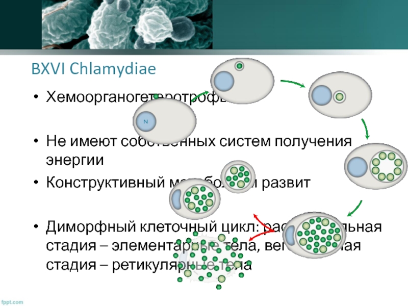 Цикл бактерии. Клеточный цикл бактерий. ДИМОРФНЫЙ клеточный цикл. Клеточного цикла у микроорганизмов. Мономорфный клеточный цикл.