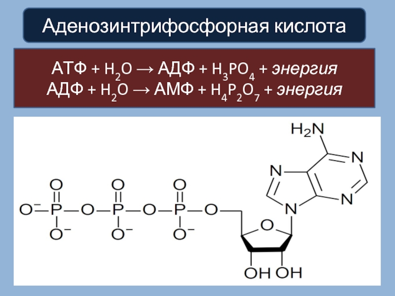 Атф na. АТФ формула биохимия. АТФ И АДФ формулы. Аденозин-5-монофосфат+h2o. Аденозин- 5 – трифосфата (АТФ).