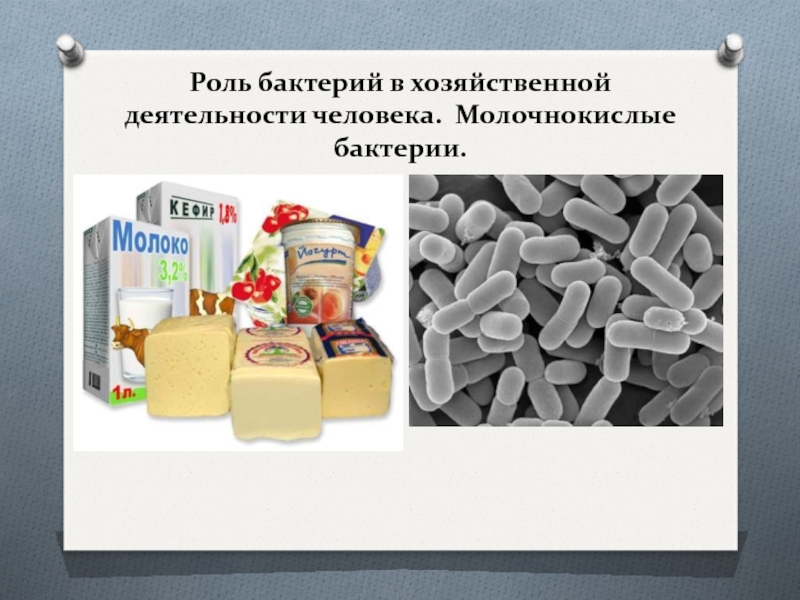 Роль бактерий в природе презентация 5 класс