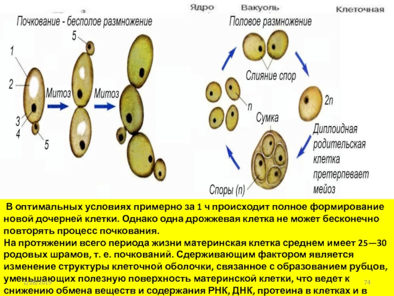 Материнская клетка. Почкующиеся клетки дрожжей. Ядро дрожжевой клетки. Дочерняя клетка в дрожжи. Ядро в клетке дрожжей.