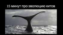 15 минут про эволюцию китов