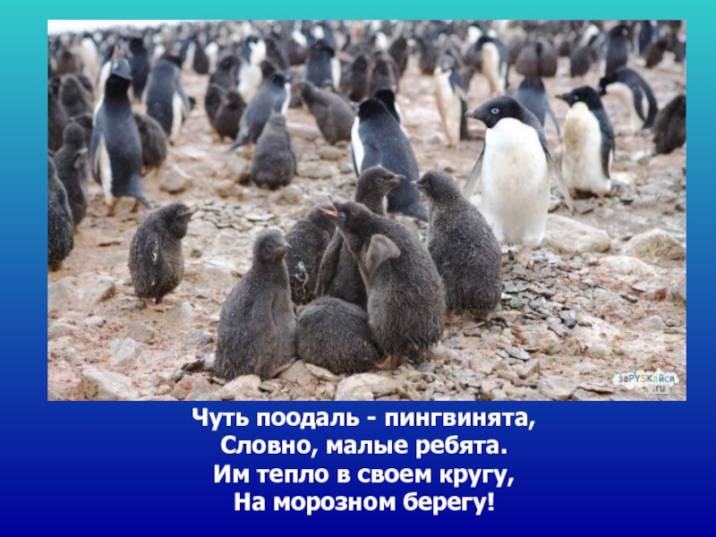 Чуть поодаль - пингвинята,  Словно, малые ребята. Им тепло в своем кругу,  На морозном берегу!