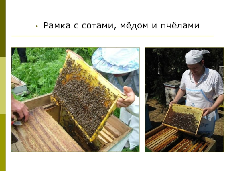 Рамка с сотами, мёдом и пчёлами
