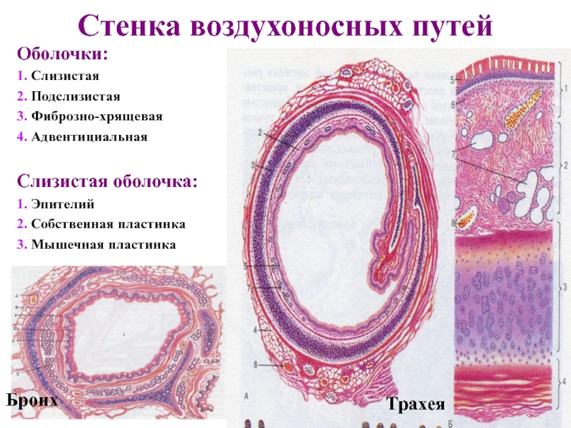 Оболочки бронхов. Адвентициальная оболочка гистология. Оболочки воздухоносных путей. Строение стенки трахеи. Стенка воздухоносных путей гистология.