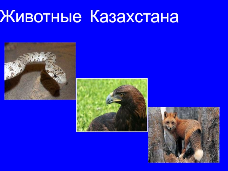 Презентация Животные Казахстана