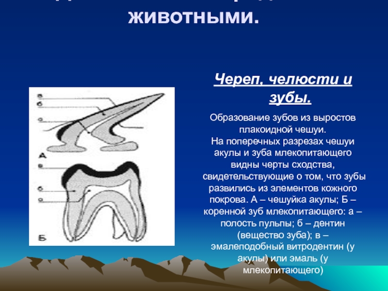 Чешуя акулы и зубы ящерицы. Плакоидная чешуя и зубы.