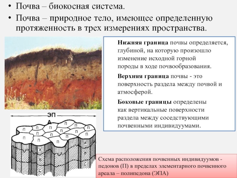 Почва 2. Почва биокосная система. Почва биокосное тело. Границы почвы. Почвенный индивидуум.