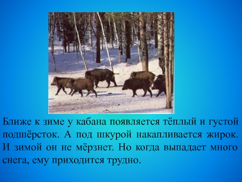 Ближе к зиме у кабана появляется тёплый и густой подшёрсток. А под шкурой накапливается жирок. И зимой