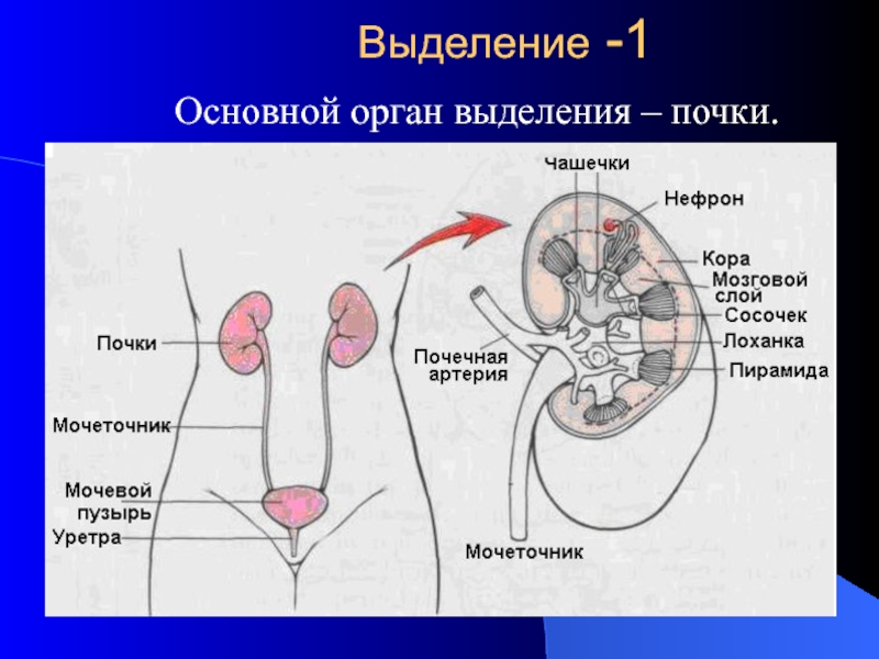 Презентация Выделение 