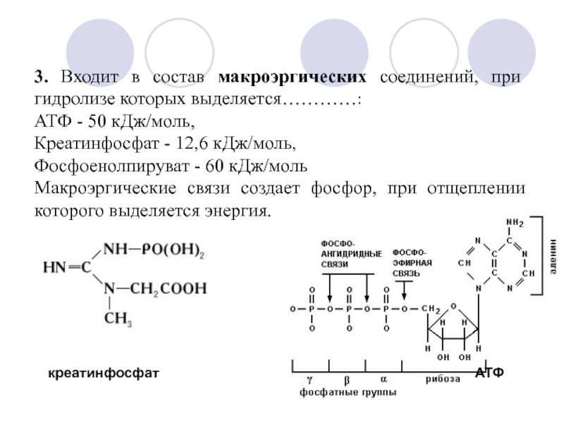 В состав атф входит связь. Гидролиз макроэргических связей молекулы АТФ. АТФ И креатинфосфат. Макроэргические соединения фосфоенолпируват. Гидролиз макроэргических связей АТФ проводят эстеразы.