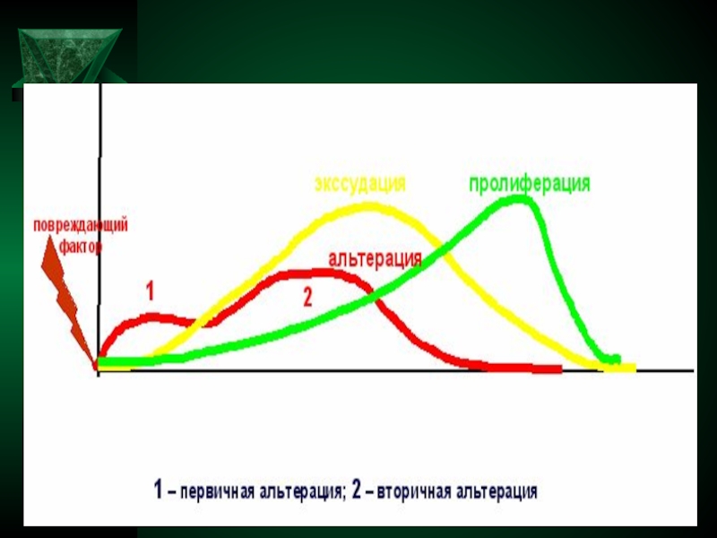 Пролиферация это. Воспаление альтерация экссудация пролиферация. Фазы воспаления альтерация экссудация пролиферация. Фаза экссудации воспаления. Этапы воспаления альтерация экссудация пролиферация.