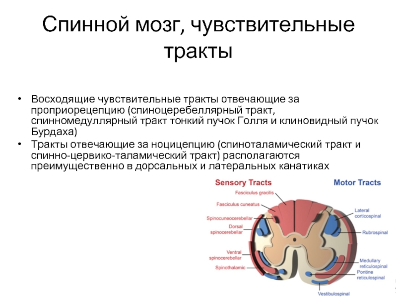 Чувствительный мозг. Тракты спинного мозга. Восходящие тракты спинного мозга. Спинной мозг неврология. Спиноцелебелярный тракт.