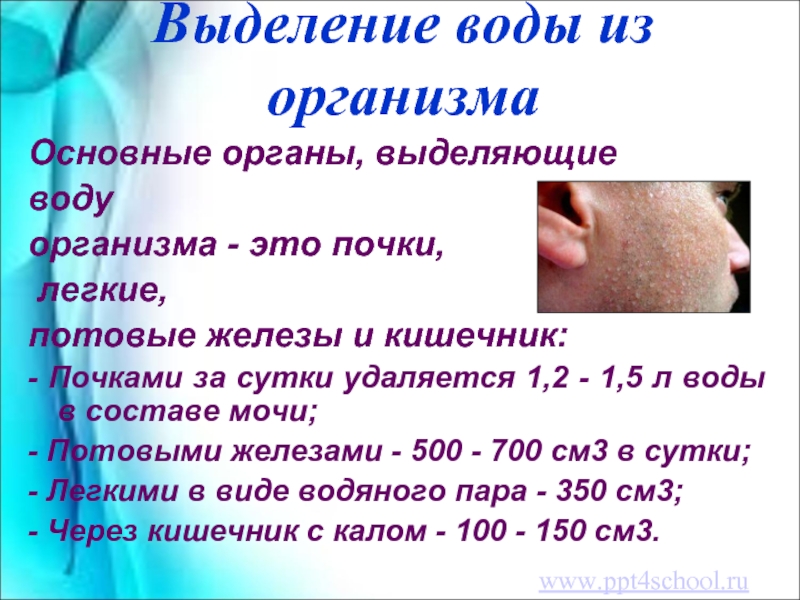 Выделяется вода. Выделение воды из организма. Сколько воды выделяют почки. Сколько воды в сутки выделяют следующие органы.