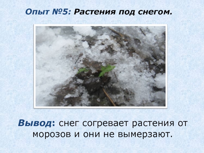 Опыт №5: Растения под снегом.  Вывод: снег согревает растения от морозов и они не вымерзают.