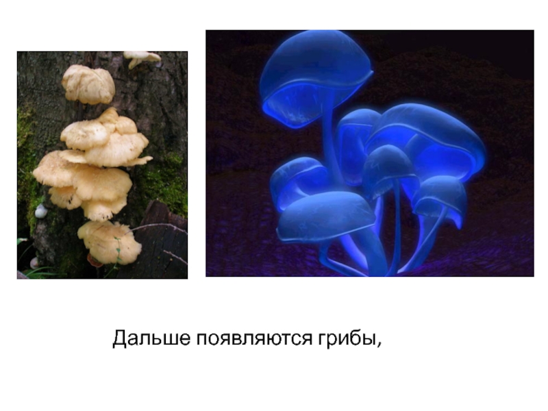 Далекий появляться. Гриб далеко. Как появляются грибы. Как зарождается грибница. Зарождающаяся грибница как выглядит.