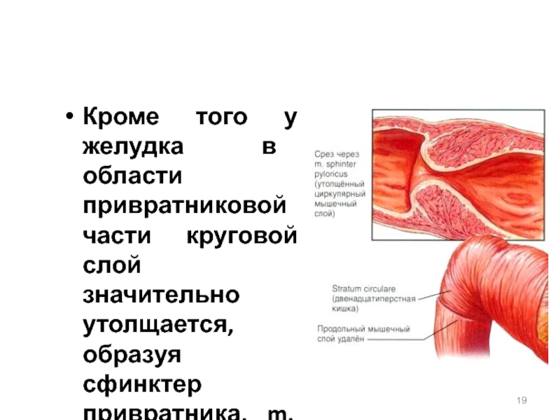 Мышцы желудка. Сфинктер желудка с круговой мышцей. Сфинктер привратника образует. Кольцевая мышца желудка.