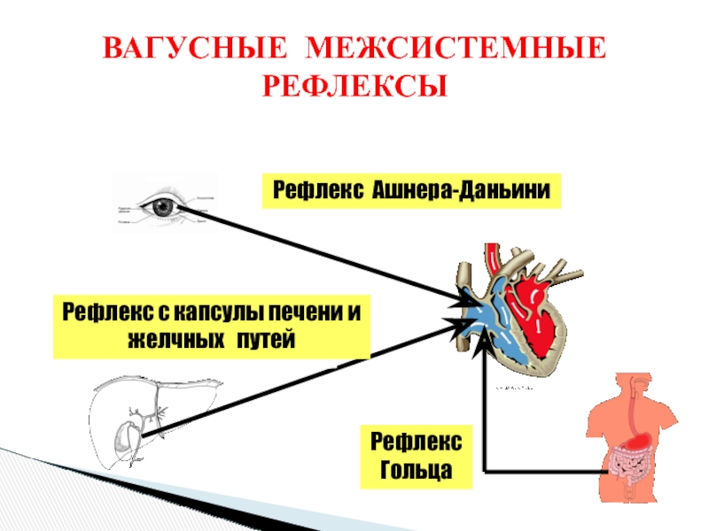 Рефлекс гольца физиология схема