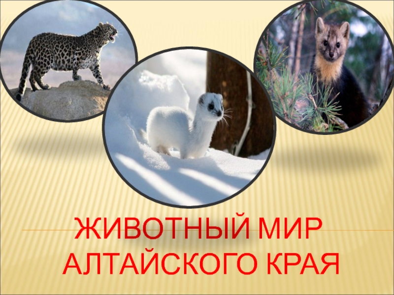 Животный мир Алтайского края