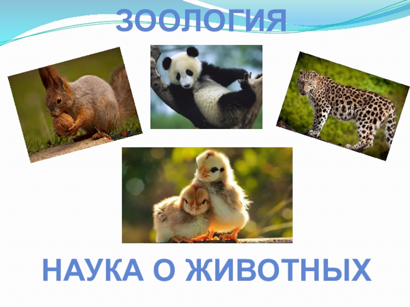 Науки о животных. Животные Зоология наука о животных. Многообразие зверей. Что такое Зоология 3 класс окружающий мир.