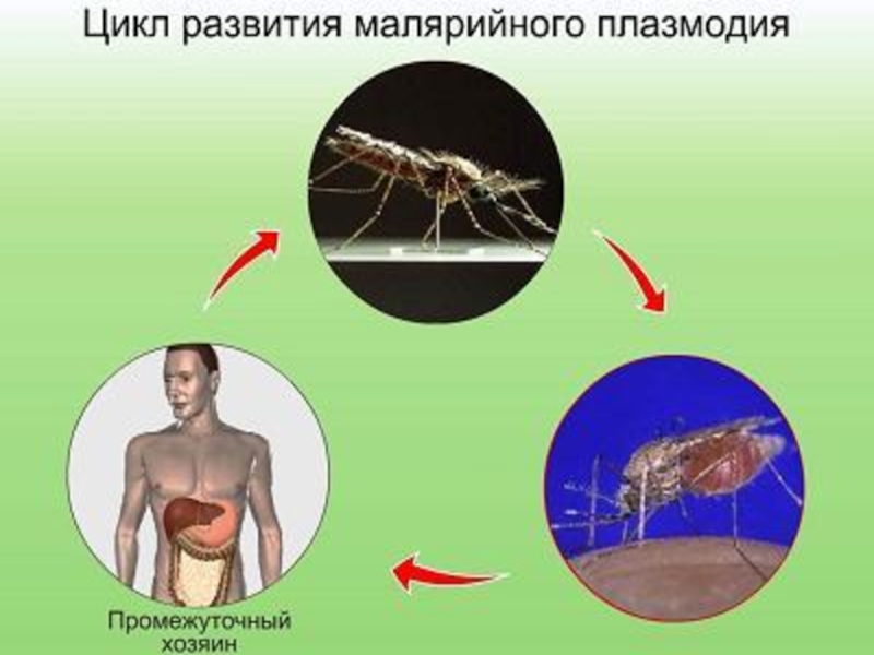 Можно ли считать человека окончательным хозяином малярийного. Малярийный комар. Промежуточный хозяин малярийного. Малярийный плазмодий комар. Промежуточный хозяин малярийного комара.